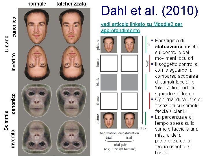 Scimmia invertito canonico Umano invertito canonico normale tatcherizzata Dahl et al. (2010) vedi articolo