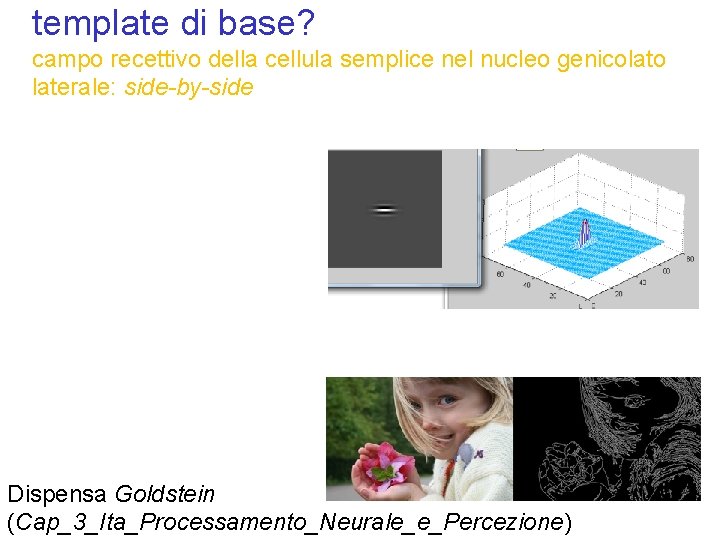 template di base? campo recettivo della cellula semplice nel nucleo genicolato laterale: side-by-side Dispensa