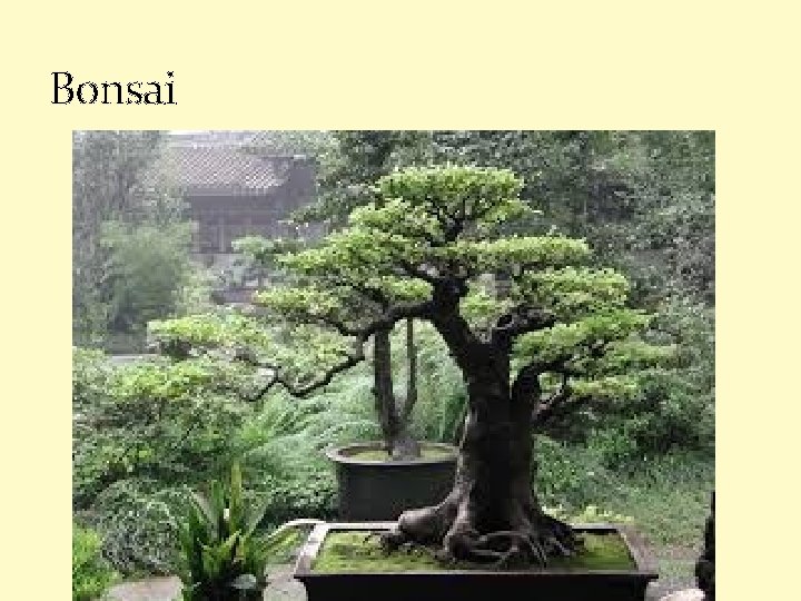 Bonsai 