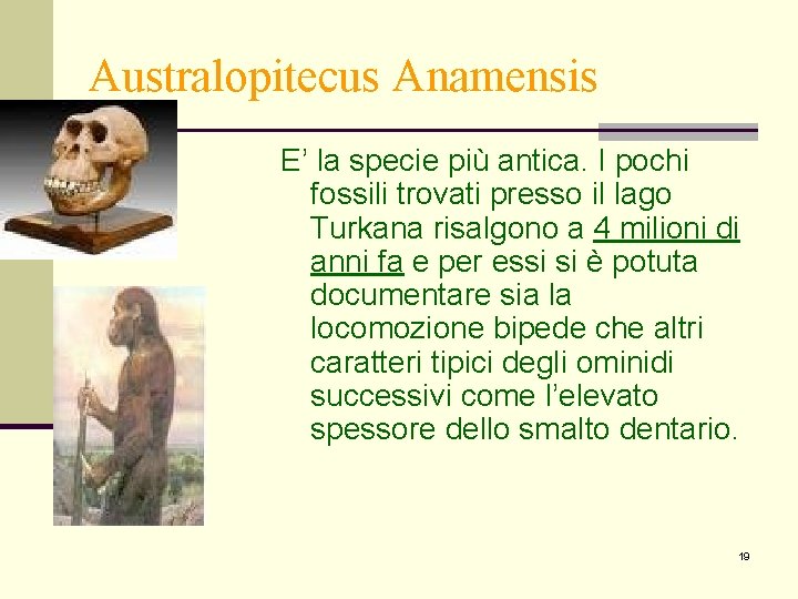 Australopitecus Anamensis E’ la specie più antica. I pochi fossili trovati presso il lago