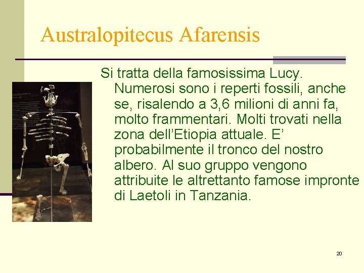 Australopitecus Afarensis Si tratta della famosissima Lucy. Numerosi sono i reperti fossili, anche se,