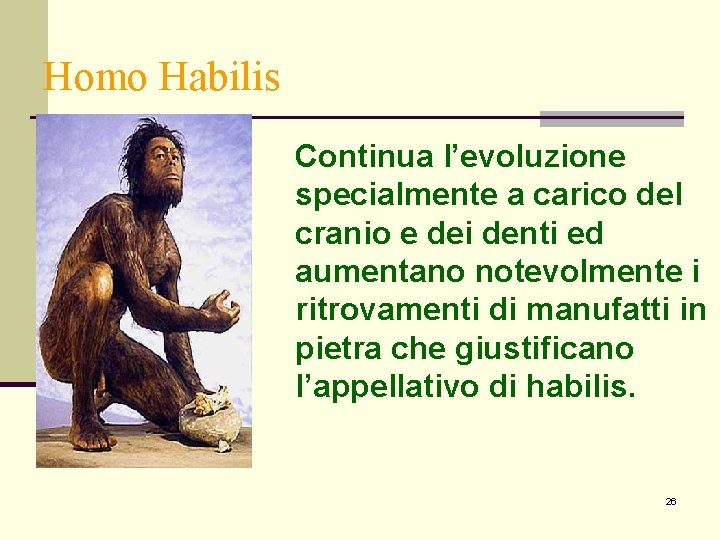 Homo Habilis Continua l’evoluzione specialmente a carico del cranio e dei denti ed aumentano