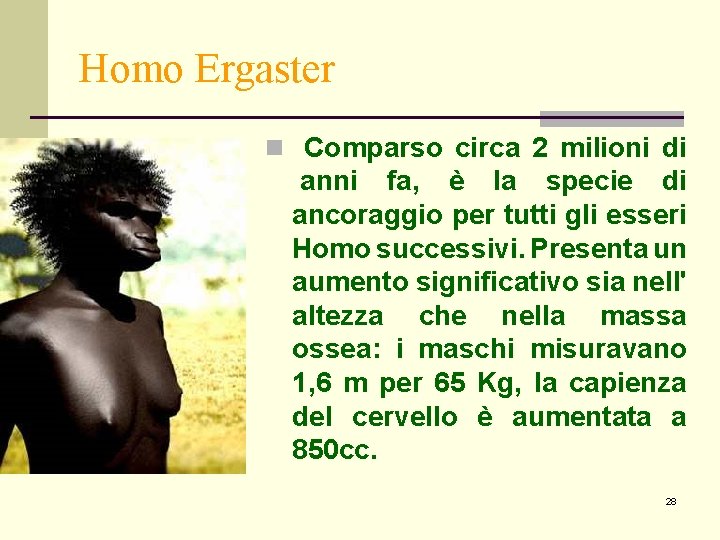 Homo Ergaster n Comparso circa 2 milioni di anni fa, è la specie di