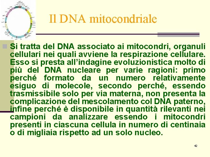 Il DNA mitocondriale n Si tratta del DNA associato ai mitocondri, organuli cellulari nei