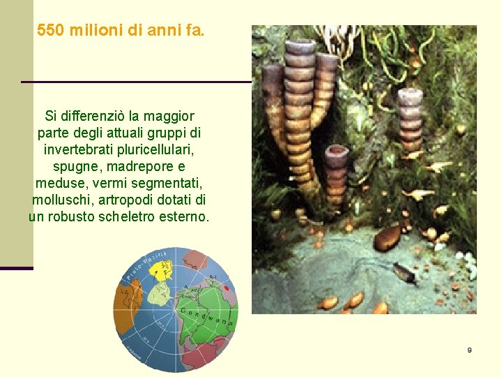 550 milioni di anni fa. Si differenziò la maggior parte degli attuali gruppi di