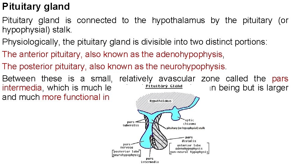 Pituitary gland is connected to the hypothalamus by the pituitary (or hypophysial) stalk. Physiologically, Pituitary gland is connected to the hypothalamus by the pituitary (or hypophysial) stalk. Physiologically,
