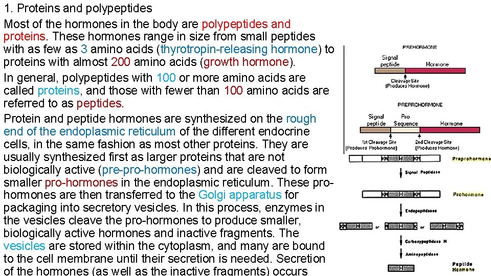 1. Proteins and polypeptides Most of the hormones in the body are polypeptides and 1. Proteins and polypeptides Most of the hormones in the body are polypeptides and
