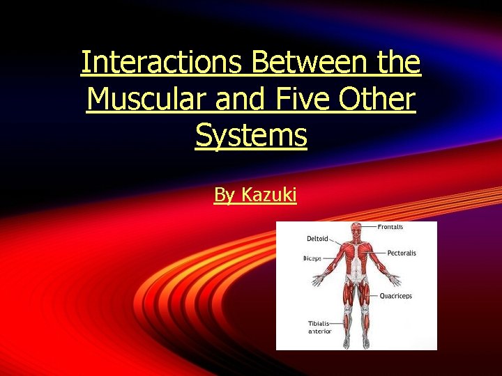 Interactions Between the Muscular and Five Other Systems By Kazuki 