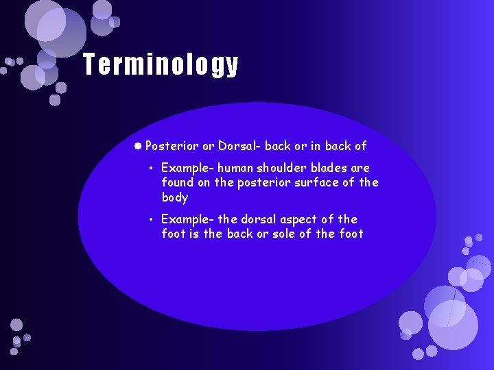 Terminology Posterior or Dorsal- back or in back of • Example- human shoulder blades