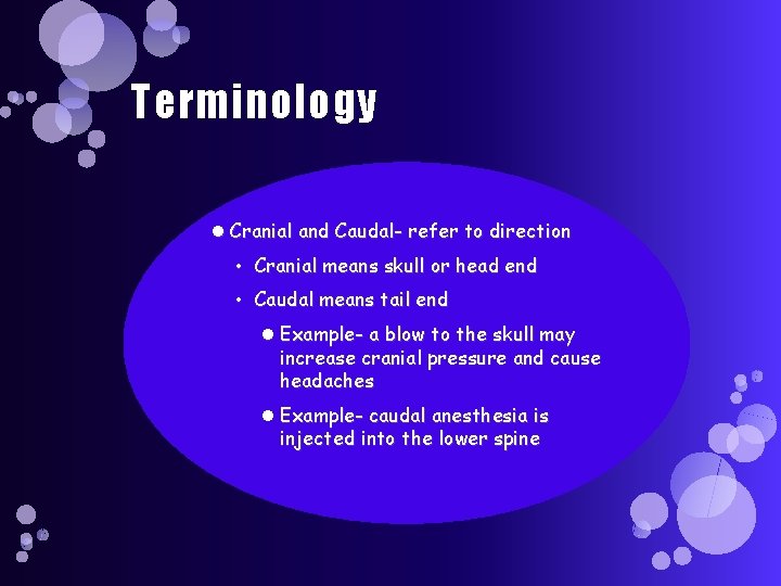 Terminology Cranial and Caudal- refer to direction • Cranial means skull or head end