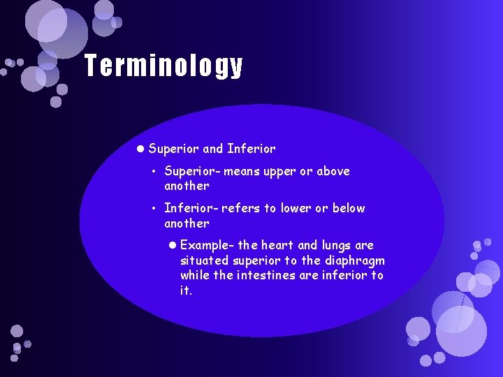 Terminology Superior and Inferior • Superior- means upper or above another • Inferior- refers