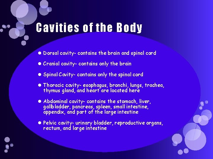 Cavities of the Body Dorsal cavity- contains the brain and spinal cord Cranial cavity-