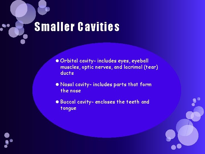 Smaller Cavities Orbital cavity- includes eyes, eyeball muscles, optic nerves, and lacrimal (tear) ducts