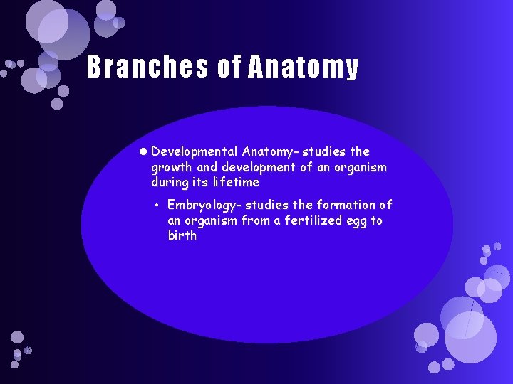 Branches of Anatomy Developmental Anatomy- studies the growth and development of an organism during