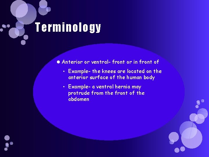 Terminology Anterior or ventral- front or in front of • Example- the knees are