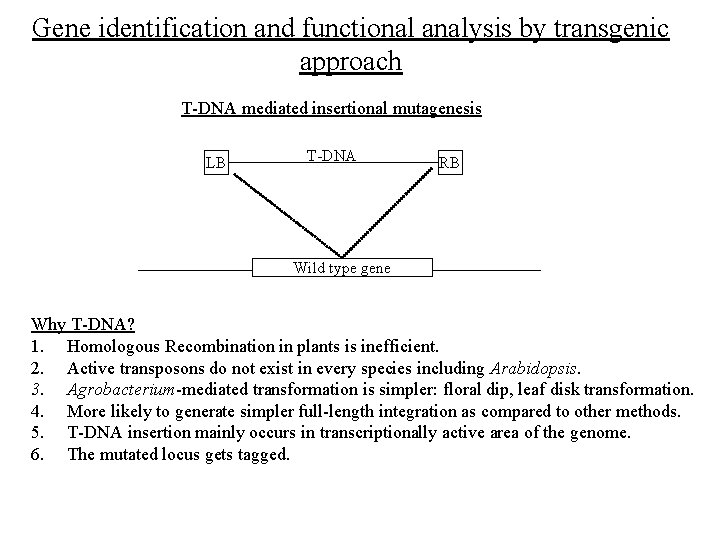 Gene identification and functional analysis by transgenic approach T-DNA mediated insertional mutagenesis LB T-DNA