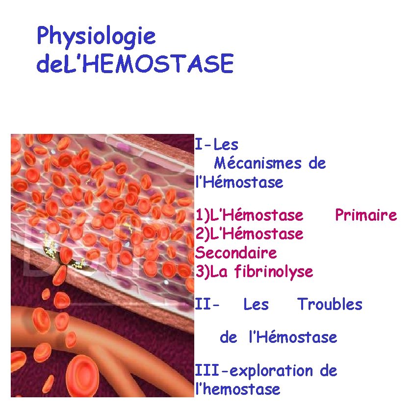 Physiologie de. L’HEMOSTASE I-Les Mécanismes de l’Hémostase 1)L’Hémostase 2)L’Hémostase Secondaire 3)La fibrinolyse II- Les