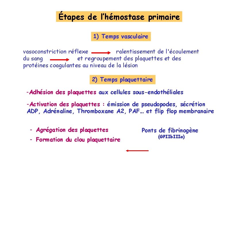 Étapes de l’hémostase primaire 1) Temps vasculaire vasoconstriction réflexe ralentissement de l'écoulement du sang