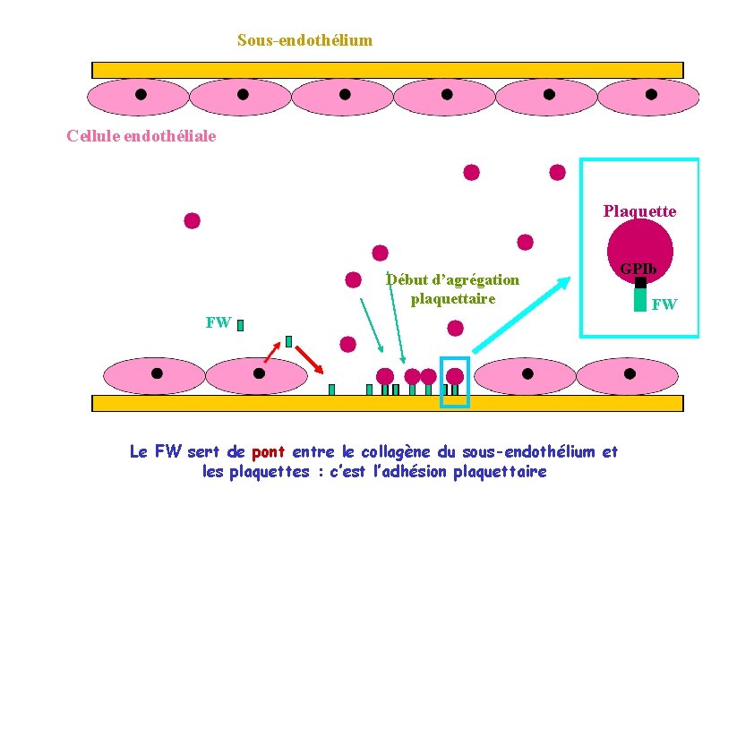 Sous-endothélium Cellule endothéliale Plaquette Début d’agrégation plaquettaire FW Le FW sert de pont entre