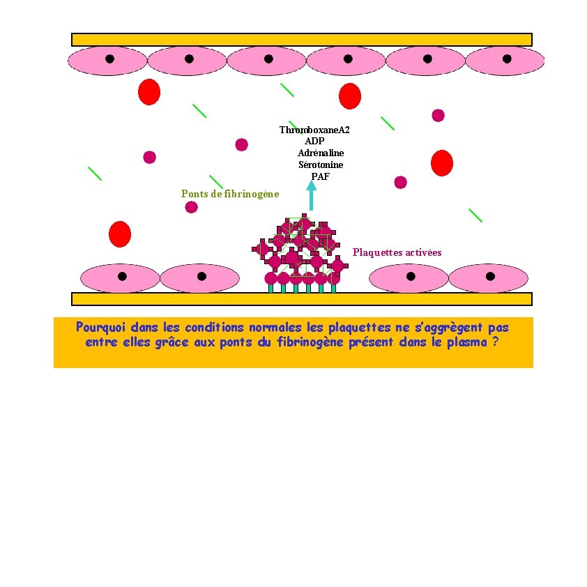 Thromboxane. A 2 ADP Adrénaline Sérotonine PAF Ponts de fibrinogène Plaquettes activées Les plaquettes