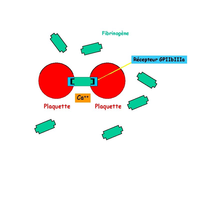 Fibrinogène Récepteur GPIIb. IIIa Ca++ Plaquette Fibrinogène Récepteur GPIIb. IIIa Ca++ Plaquette