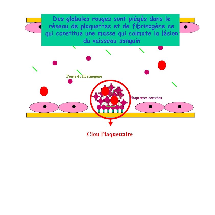Des globules rouges sont piégés dans le réseau de plaquettes et de fibrinogène ce