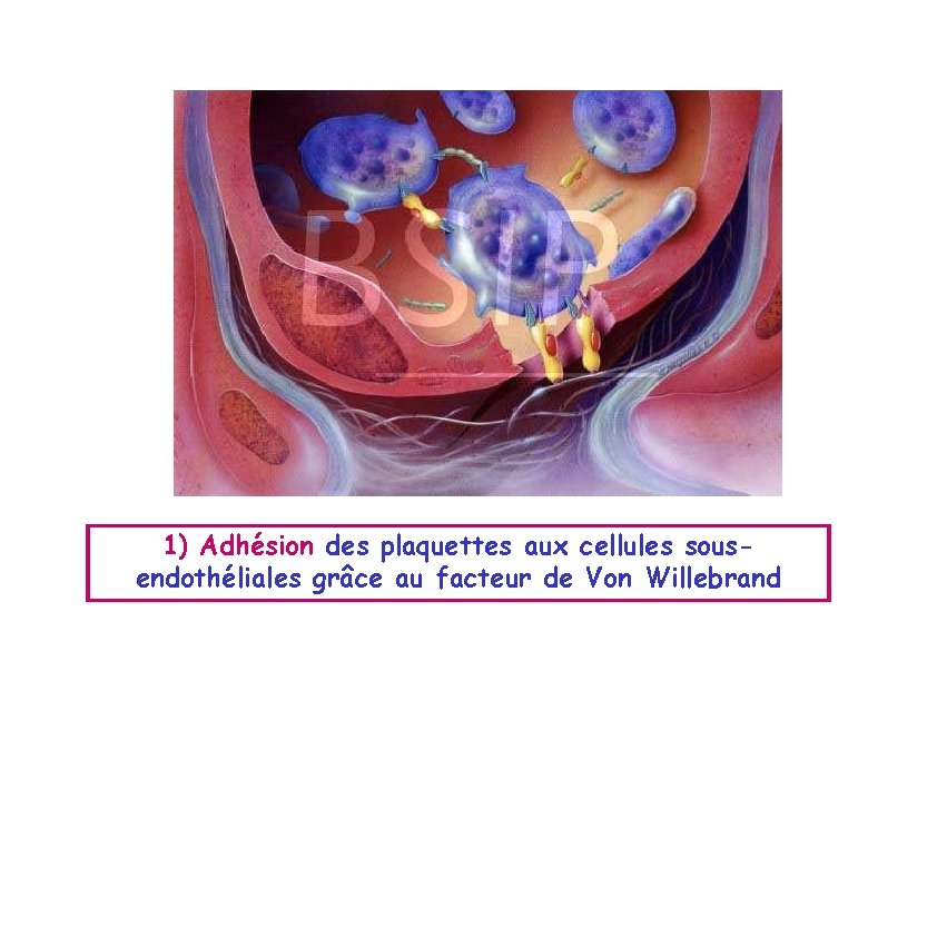 1) Adhésion des plaquettes aux cellules sousendothéliales grâce au facteur de Von Willebrand 