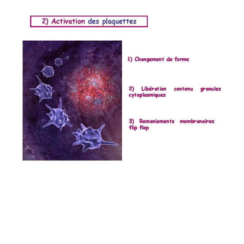 2) Activation des plaquettes 1) Changement de forme 2) Libération cytoplasmiques contenu 3) Remaniements