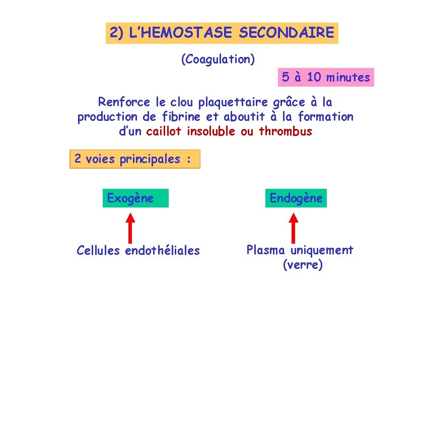2) L’HEMOSTASE SECONDAIRE (Coagulation) 5 à 10 minutes Renforce le clou plaquettaire grâce à