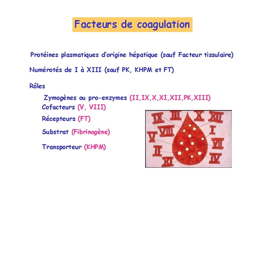 Facteurs de coagulation Protéines plasmatiques d’origine hépatique (sauf Facteur tissulaire) Numérotés de I à