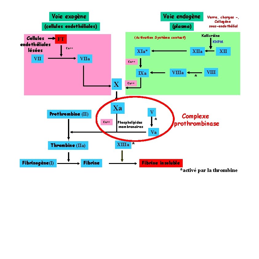 Voie exogène Voie endogène (cellules endothéliales) Cellules endothéliales lésées VII Verre, charges -, Collagène