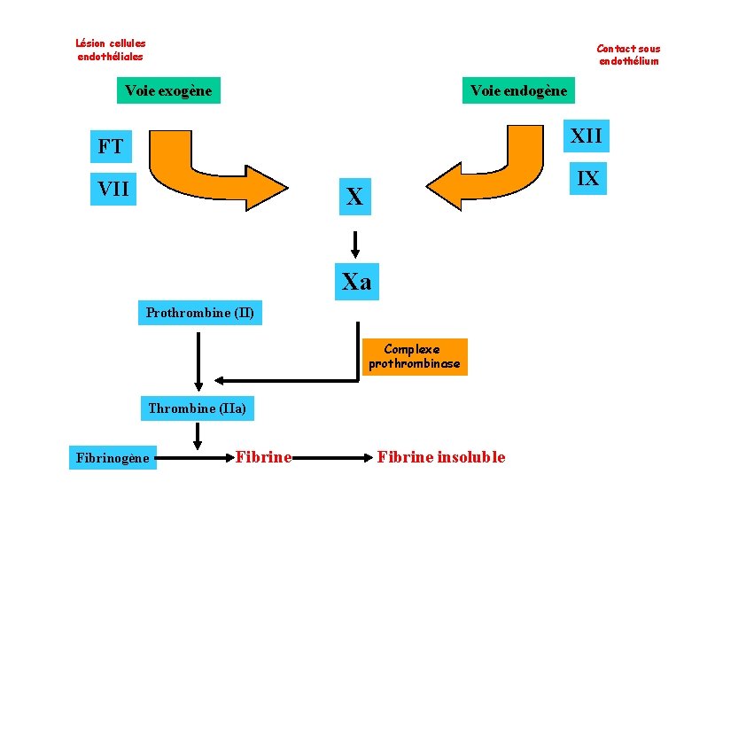 Lésion cellules endothéliales Contact sous endothélium Voie exogène Voie endogène FT XII VII IX