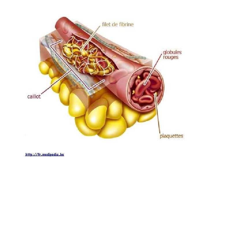 http: //fr. medipedia. be 