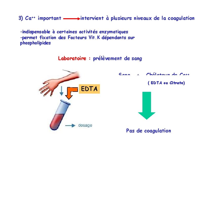 3) Ca++ important intervient à plusieurs niveaux de la coagulation -indispensable à certaines activités