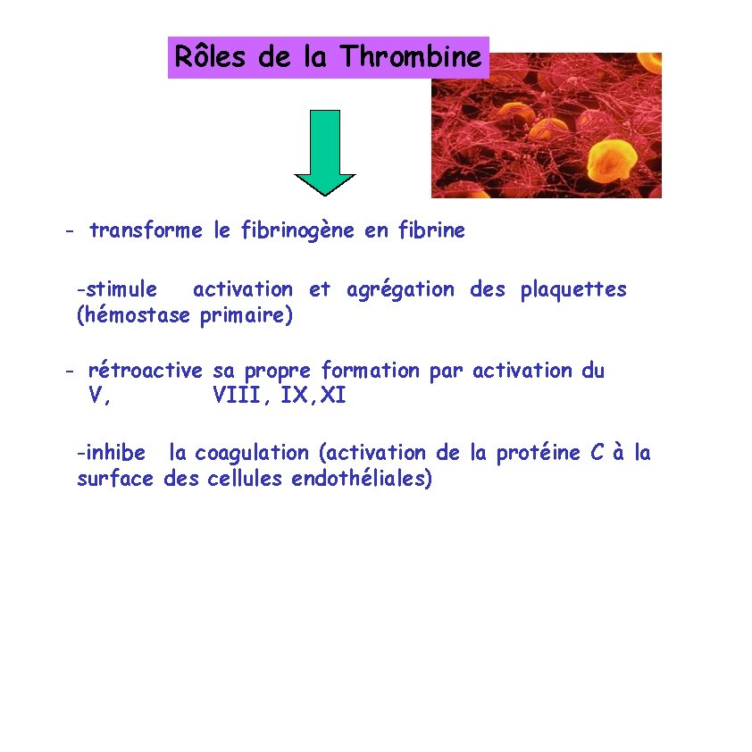 Rôles de la Thrombine - transforme le fibrinogène en fibrine -stimule activation et agrégation