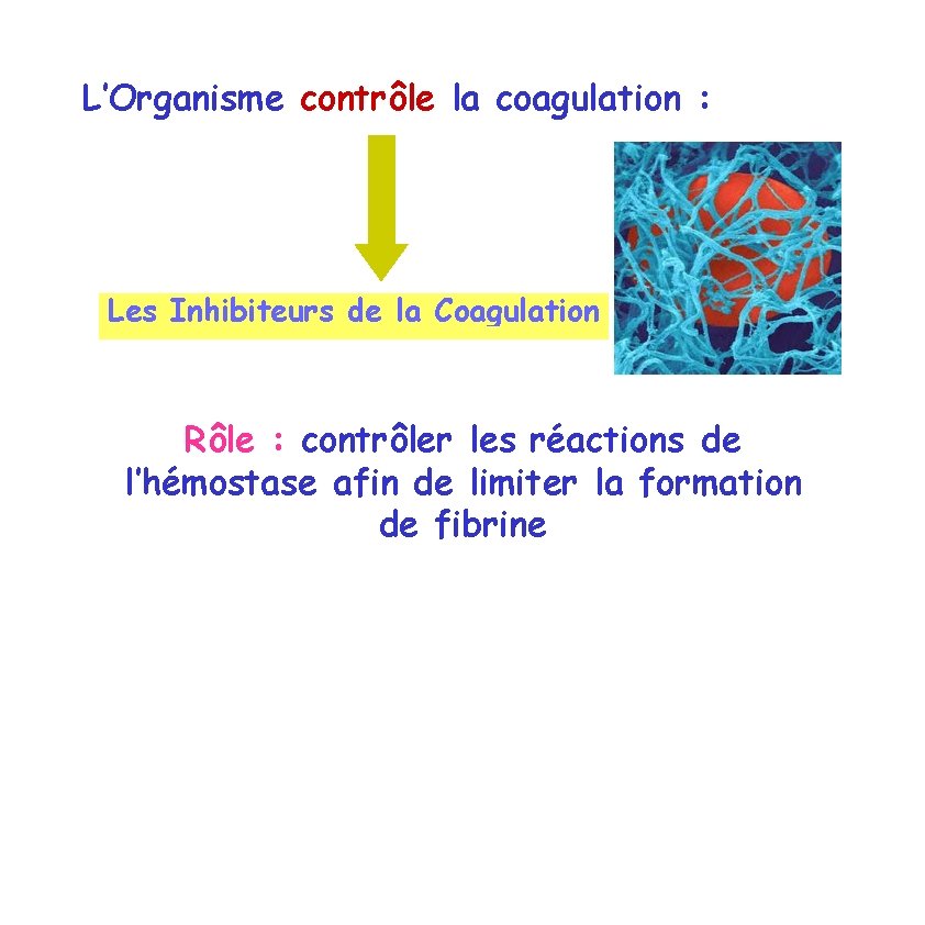 L’Organisme contrôle la coagulation : Les Inhibiteurs de Coagulation L es I nhibiteurs d