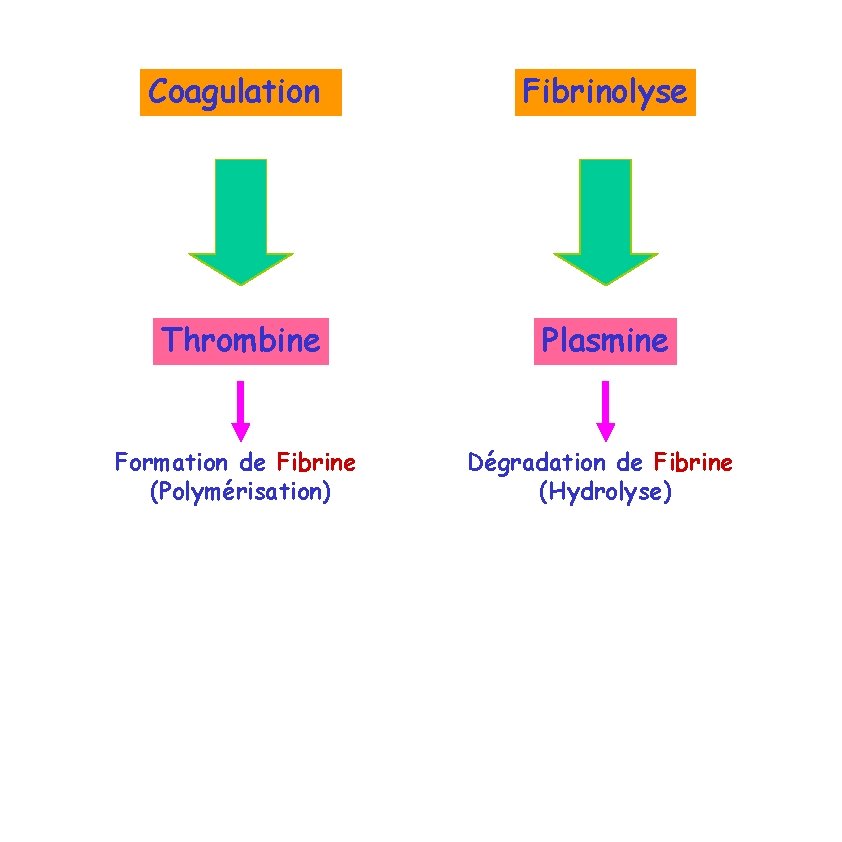 Coagulation Fibrinolyse Thrombine Plasmine Formation de Fibrine (Polymérisation) Dégradation de Fibrine (Hydrolyse) 