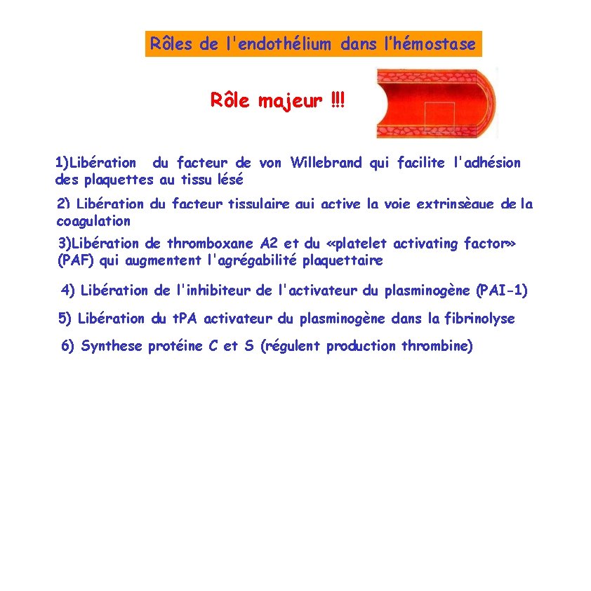 Rôles de l'endothélium dans l’hémostase Rôle majeur !!! 1)Libération du facteur de von Willebrand