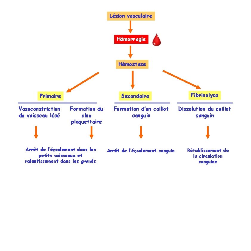 Lésion vasculaire Hémorragie Hémostase Primaire Vasoconstriction du vaisseau lésé Secondaire Formation du clou plaquettaire