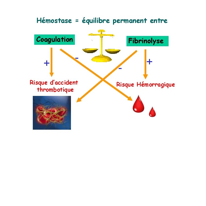 Hémostase = équilibre permanent entre Coagulation + Fibrinolyse - Risque d’accident thrombotique - +