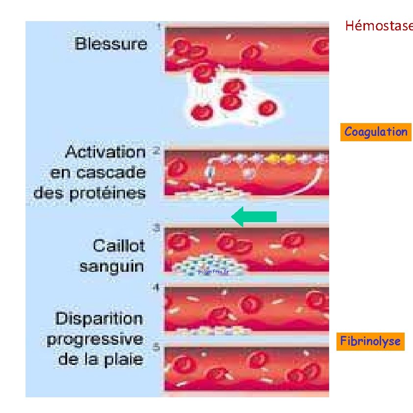 Hémostase Coagulation polgm. free. fr Fibrinolyse 