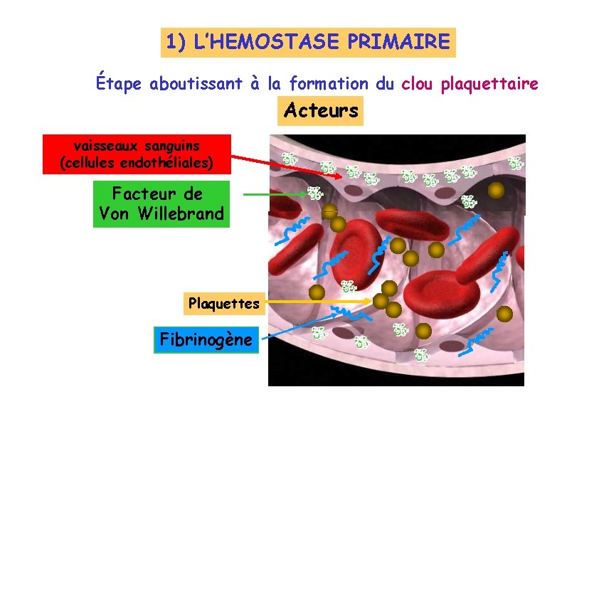 1) L’HEMOSTASE PRIMAIRE Étape aboutissant à la formation du clou plaquettaire Acteurs vaisseaux sanguins