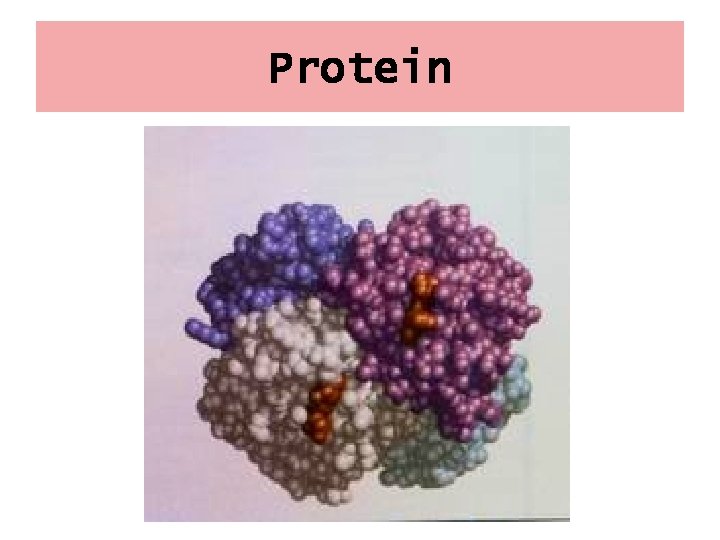 Protein 