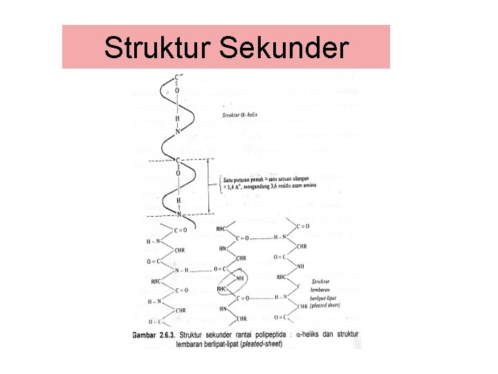 Struktur Sekunder 