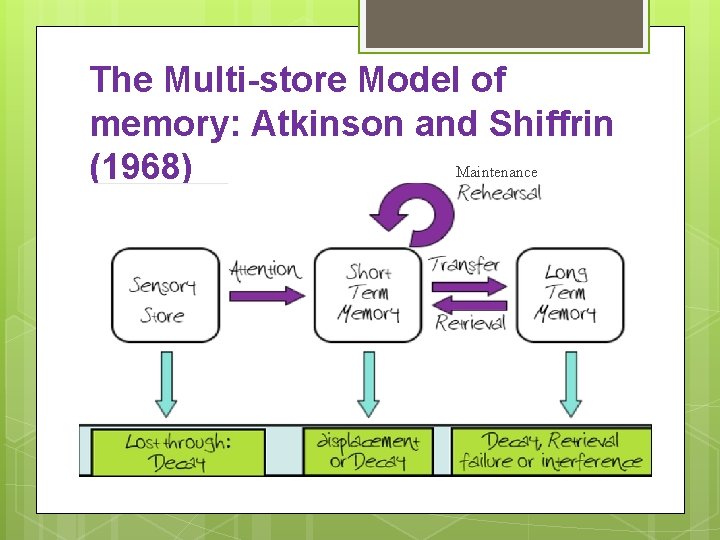 The Multi-store Model of memory: Atkinson and Shiffrin Maintenance (1968) 