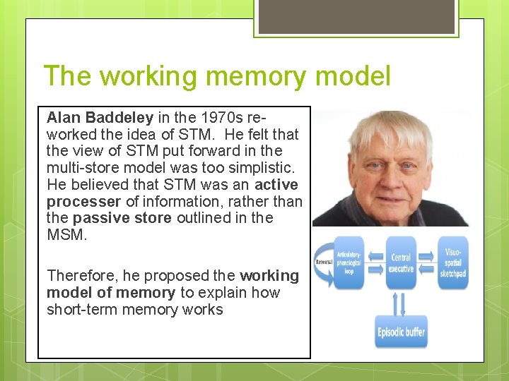 The working memory model Alan Baddeley in the 1970 s reworked the idea of
