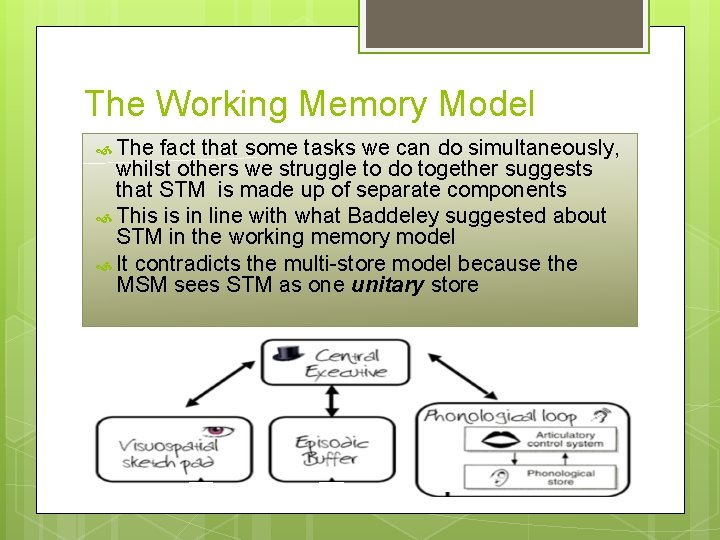 The Working Memory Model The fact that some tasks we can do simultaneously, whilst