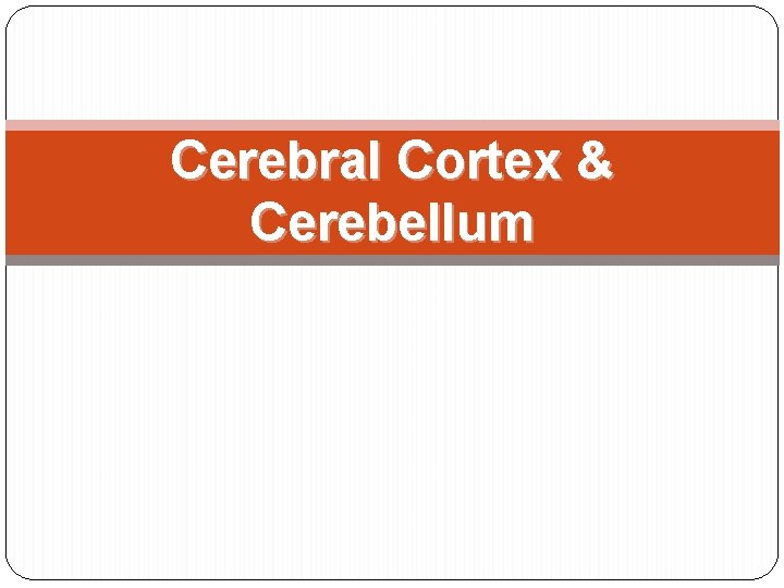 Cerebral Cortex & Cerebellum 