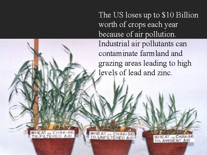 The US loses up to $10 Billion worth of crops each year because of