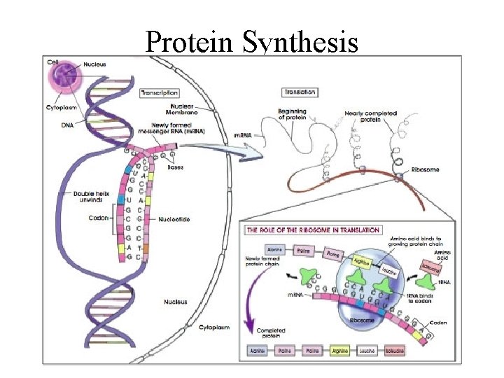 Protein Synthesis 